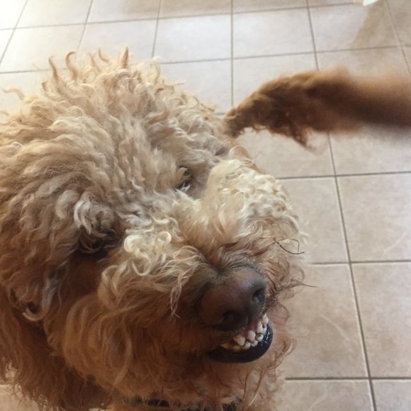 Meet your Posher, Samantha - Picture 3 of 3